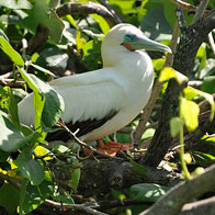 Photo of the Day: The Red Footed Booby, Belize