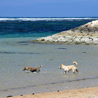 Photo of the Day: Dogs Playing in Kuta