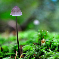 Photo of the Day: Fall Shroomies