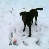 Daily Photo (Video): Roxie’s Snow Angels!