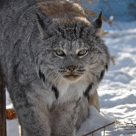 Daily Photo: A Lynx in Yukon