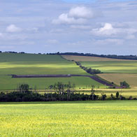 Canola Field, Dawson Creek, BC, Canada