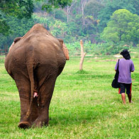 Elephant Nature Park