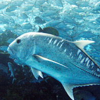 Nikon School of Underwater Photography