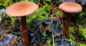 Vancouver Island Mushrooms