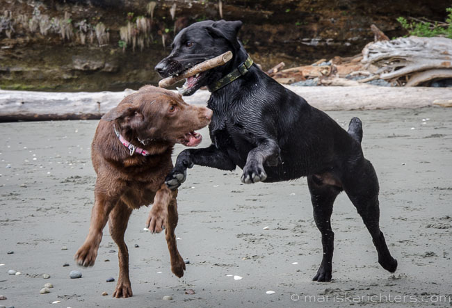 Dogs playing at China Beach on Vancouver Island