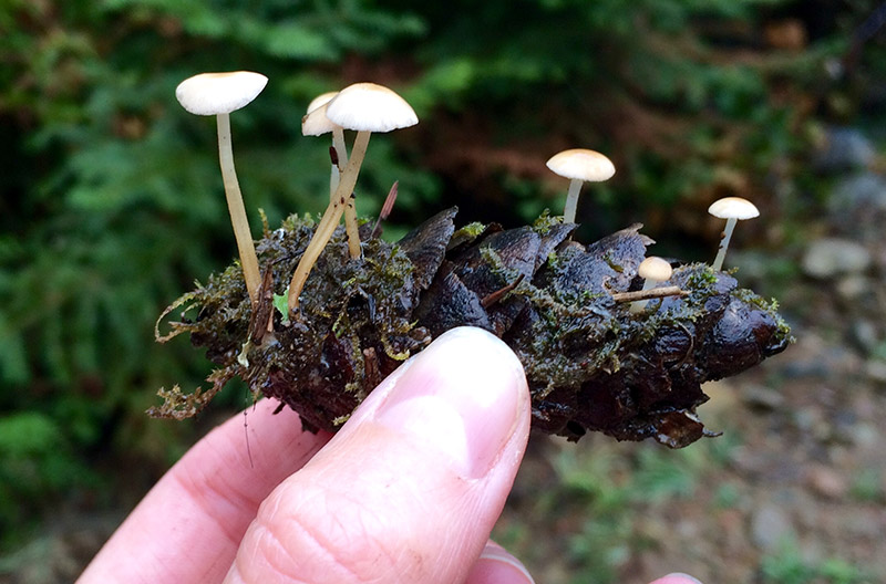 Tiny mushrooms on a pinecone